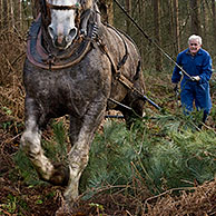 Bosarbeiders slepen boomstammen uit bos met trekpaard (Equus caballus), Het Leen, Eeklo, België

